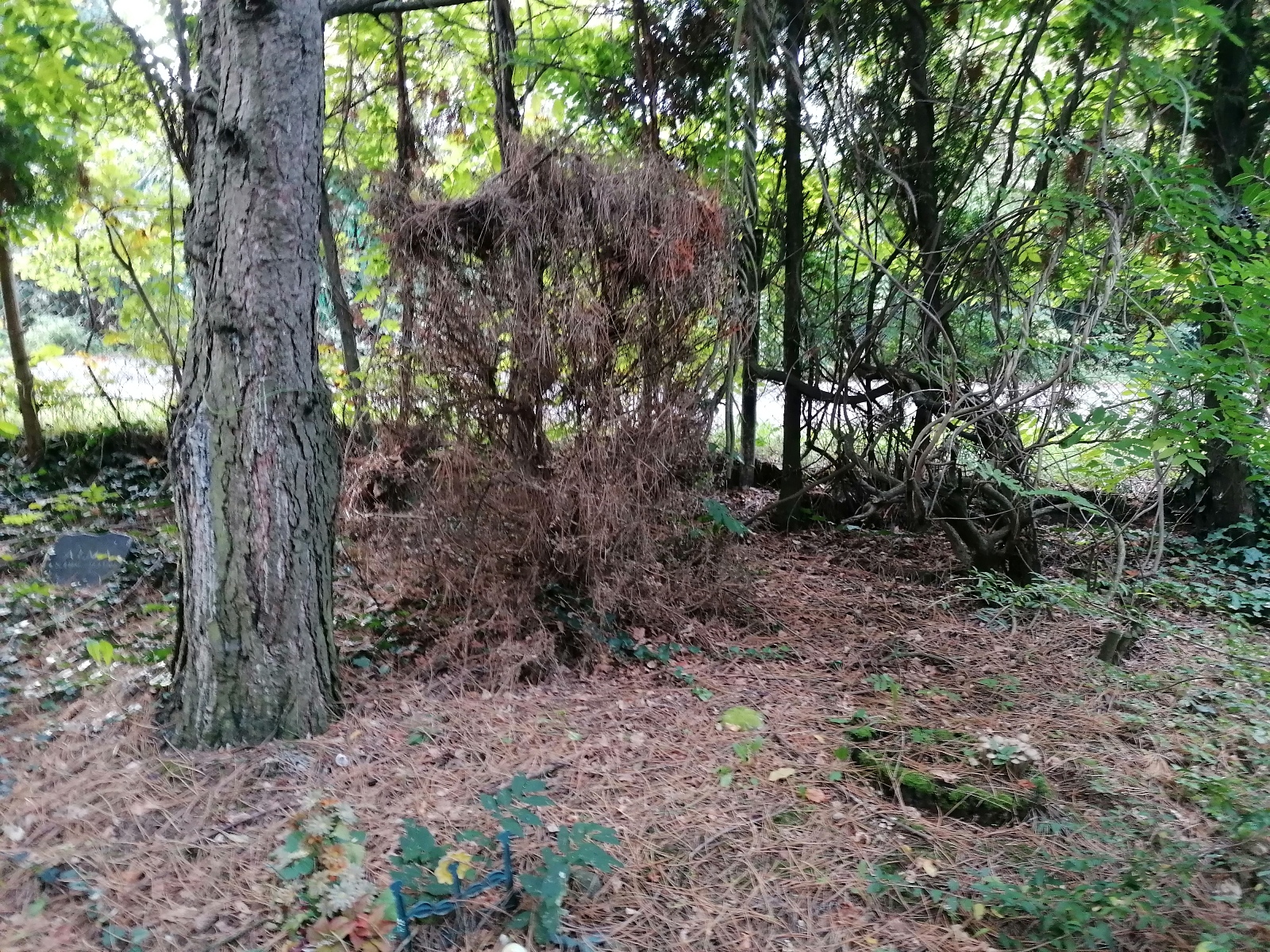 IMG_20241010_090559