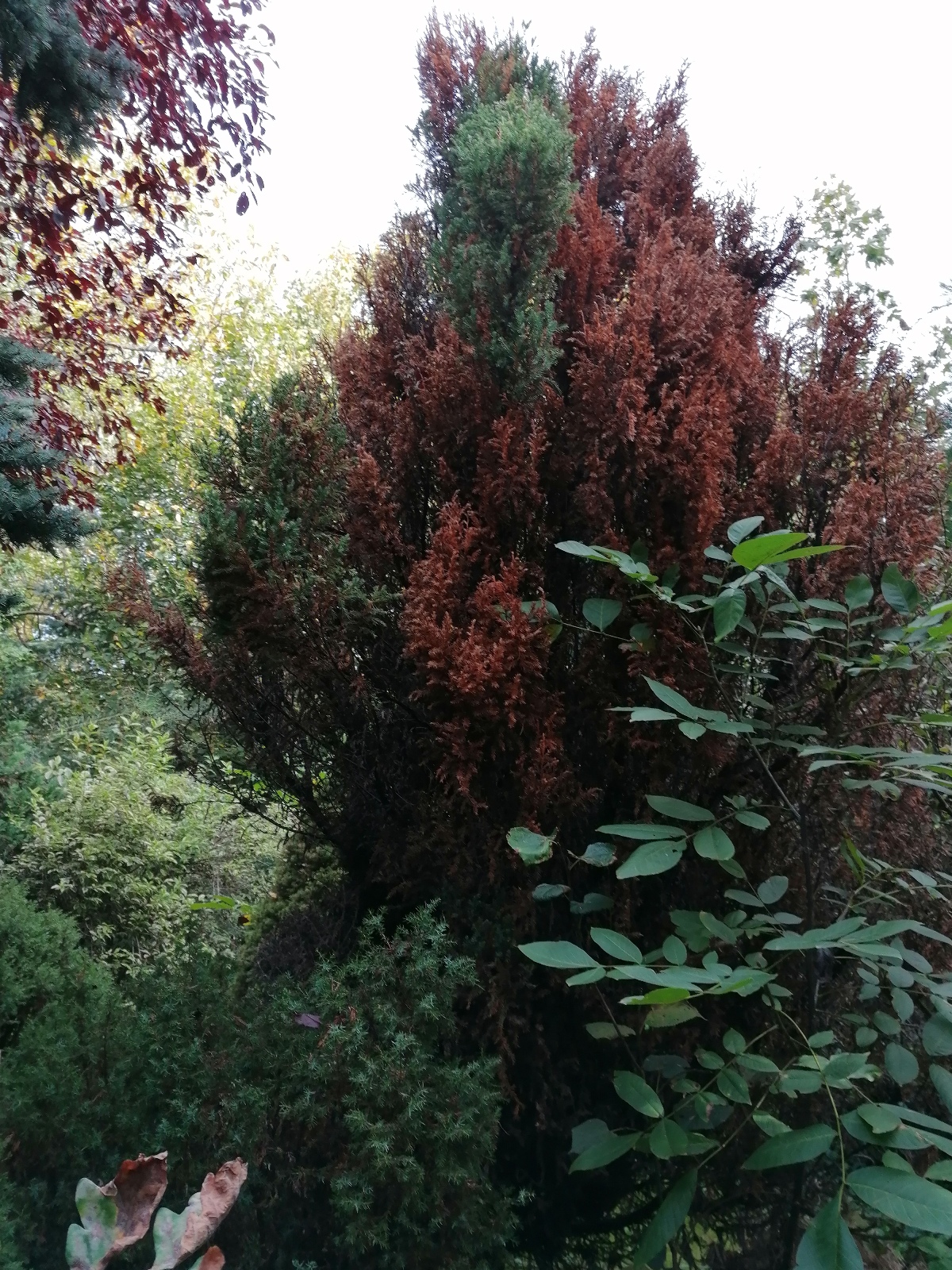 IMG_20241010_102008