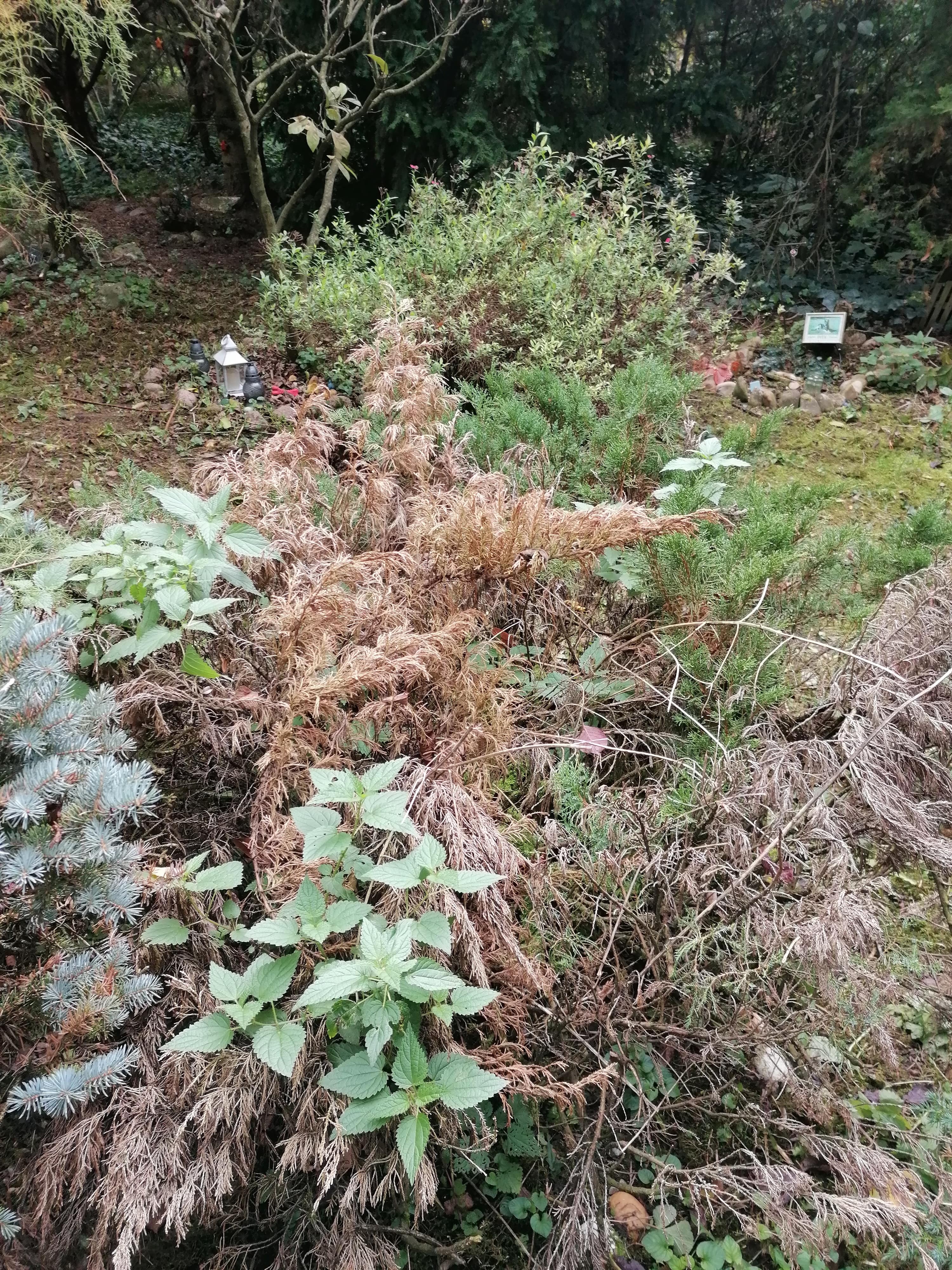 IMG_20251010_110210_1